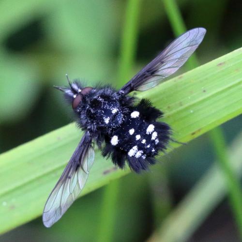 Bombylella atra